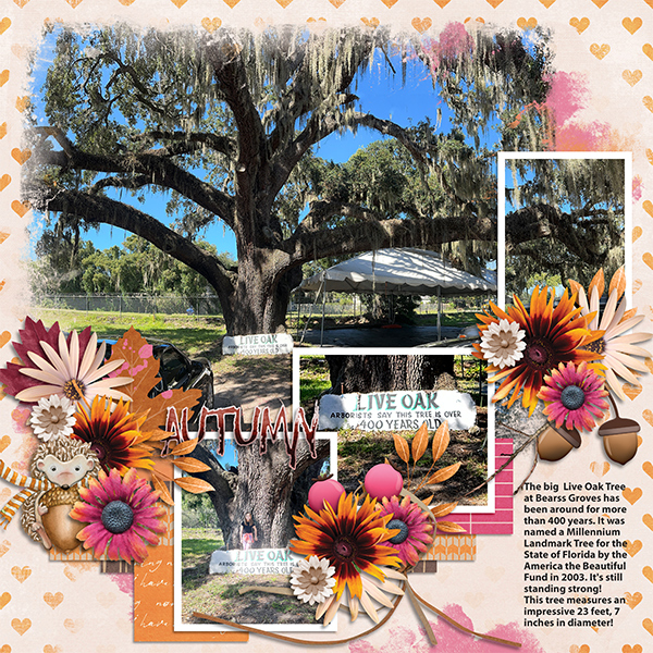 400 yr old live oak tree
