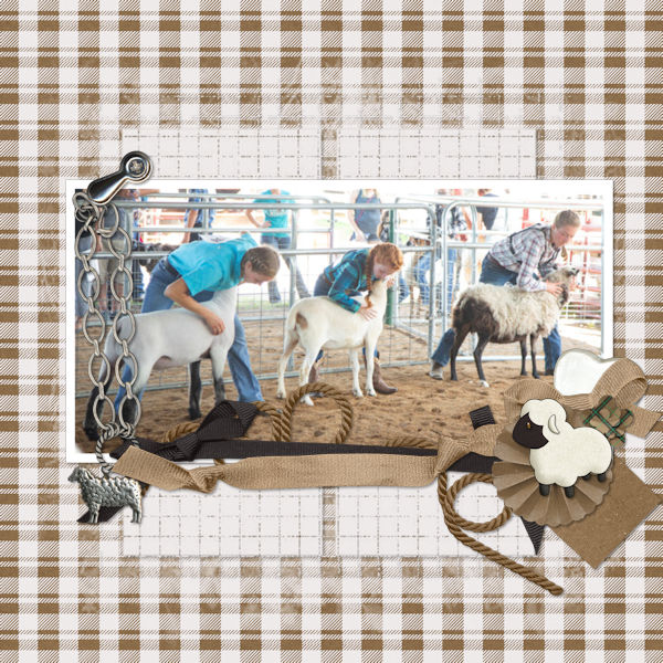 4H- Sheep