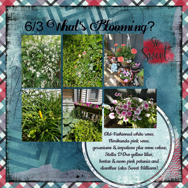 6/2021 Jumpstart - What's Blooming?