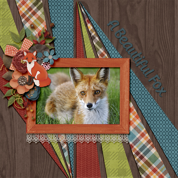 A Beautiful Fox