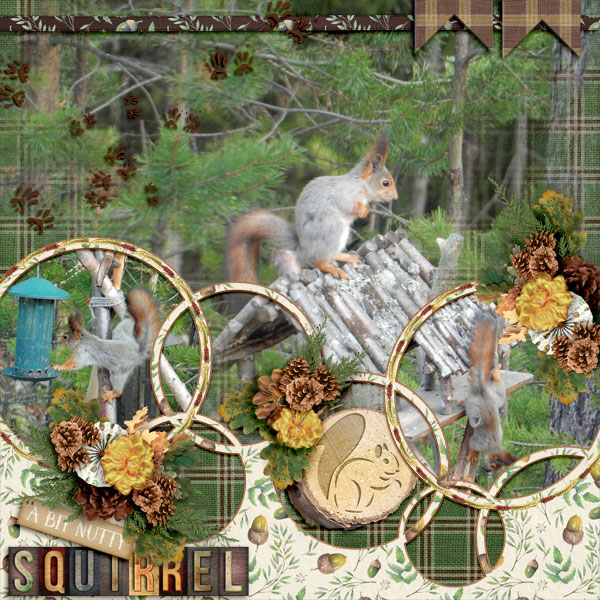 A-bit-nutty-squirrel