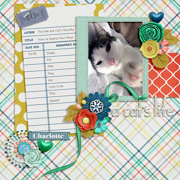 a cat