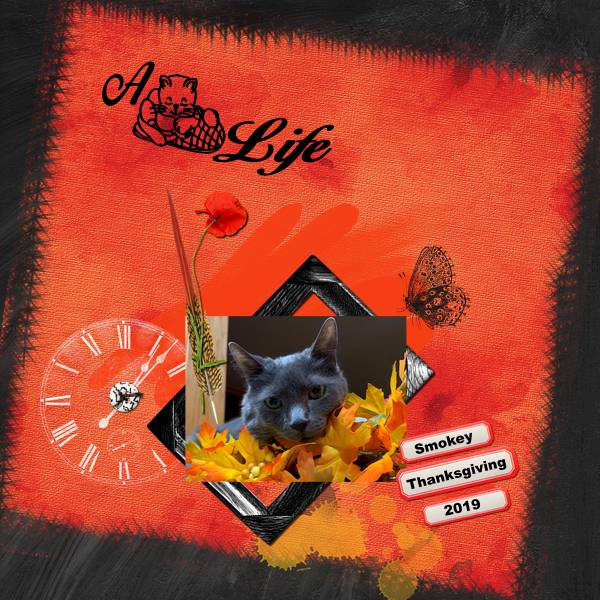 A Cats Life