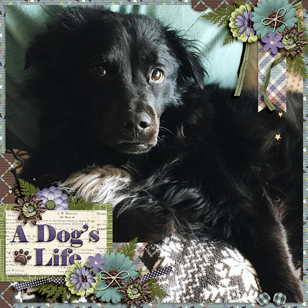 a dog
