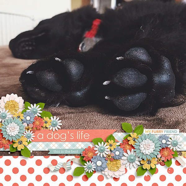 a dog
