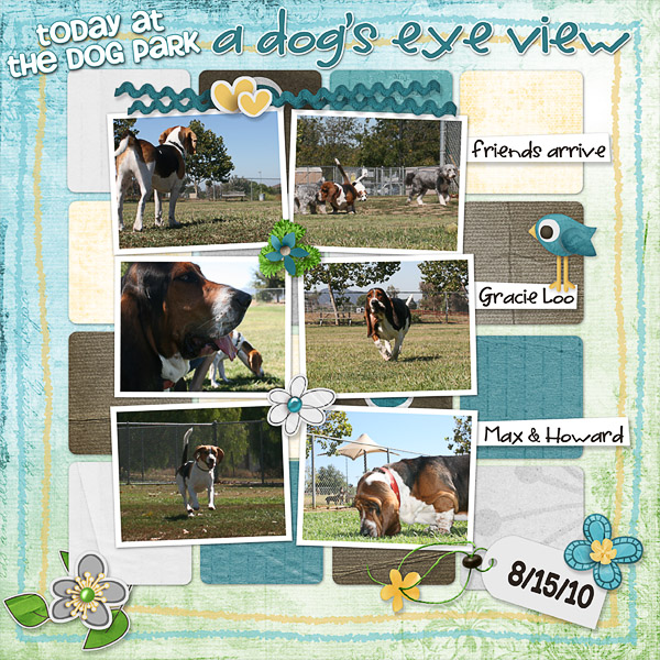 a dog's eye view