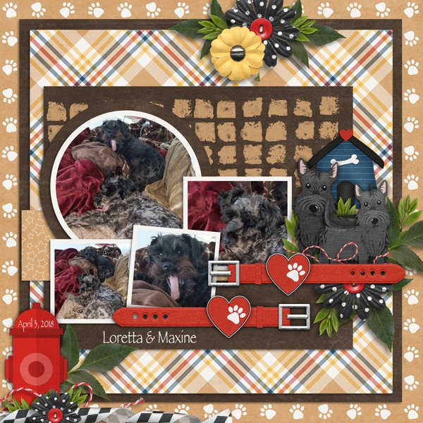 A-Dogs-Life-Fun-with-Four-vol-20-1