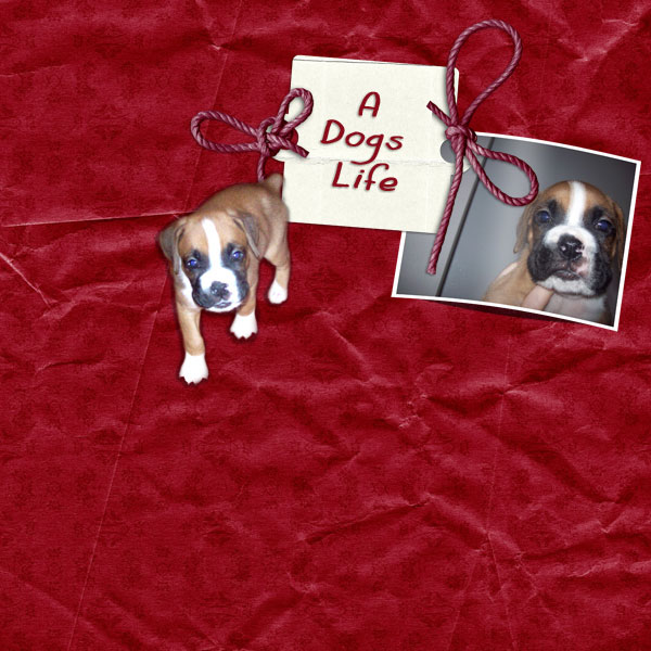 A dogs life