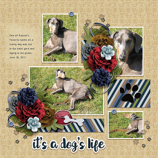 a dog's life