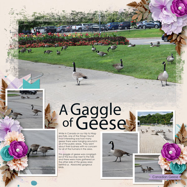 A Gaggle of Geese