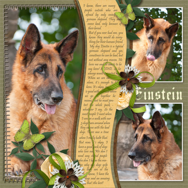 A german shepard