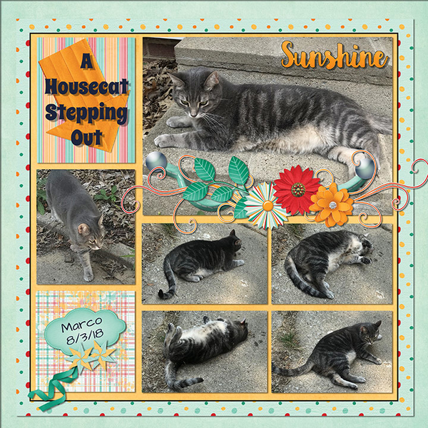 A Housecat Stepping Out