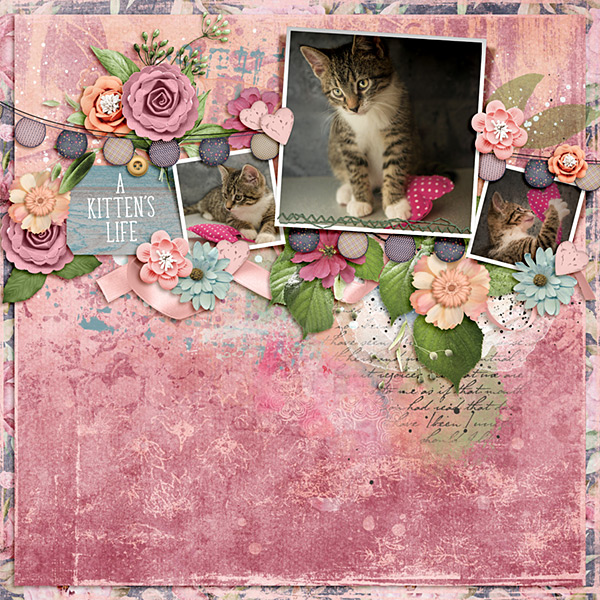 A Kitten's Life