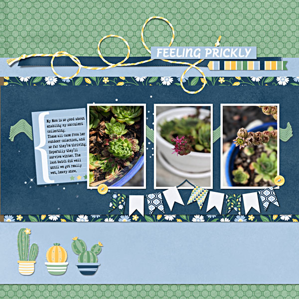A new batch of succulents