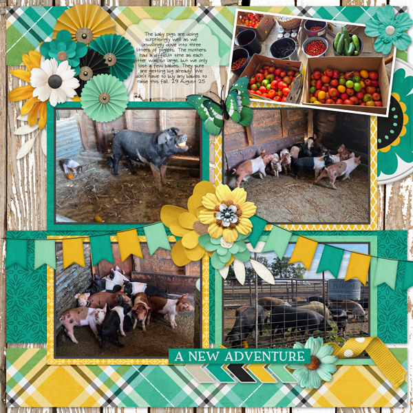 A New Pig Adventure