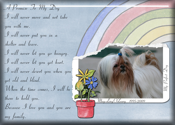 A Promise to My Dog