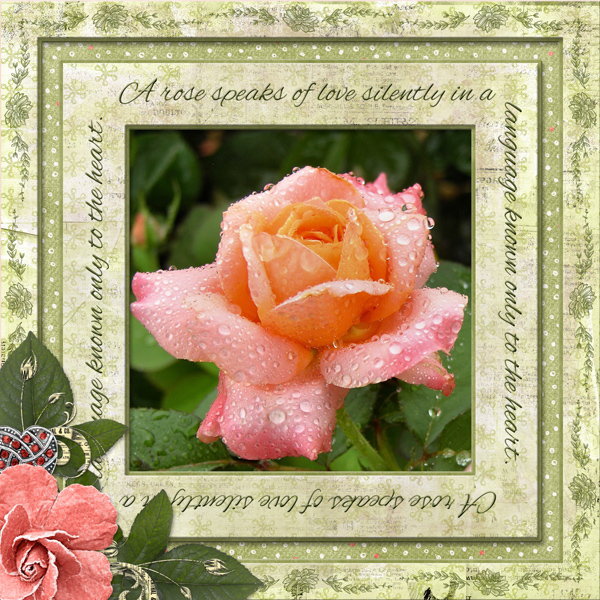 A rose speaks silently ...