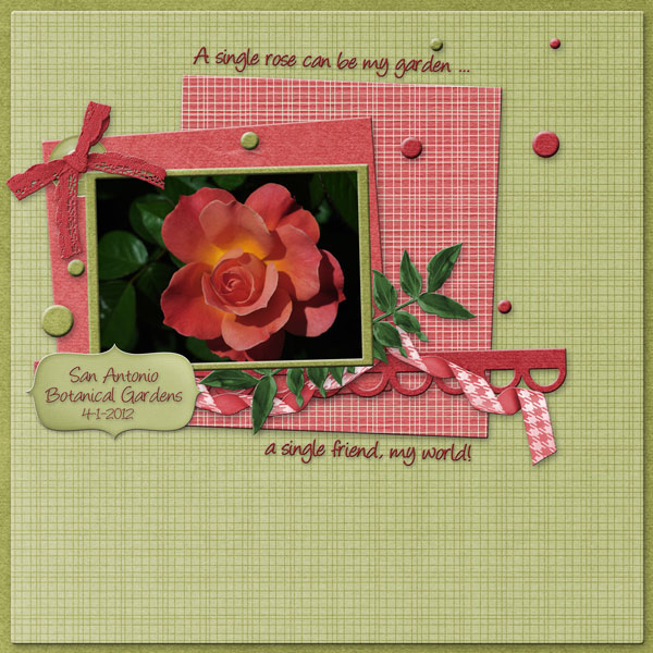 A Single Rose