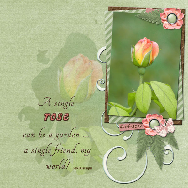 A Single Rose