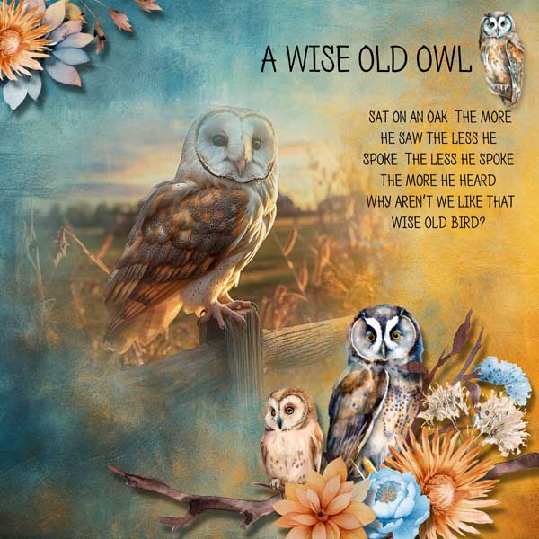 a-wise-old-owl-ilonka