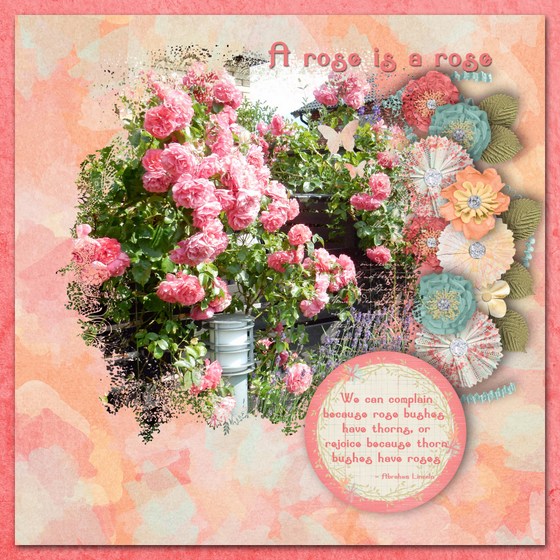 A_rose_is_a_rose