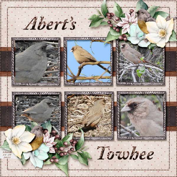 Abert_s_Towhee_small