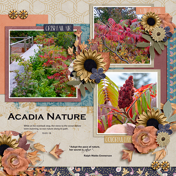 Acadia Nature