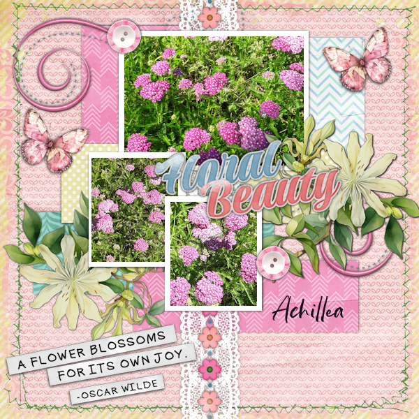 Achillea