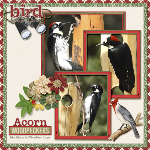 Acorn_Woodpecker_1_small