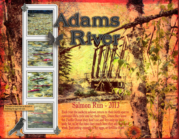 Adams River Salmon Run - pg1