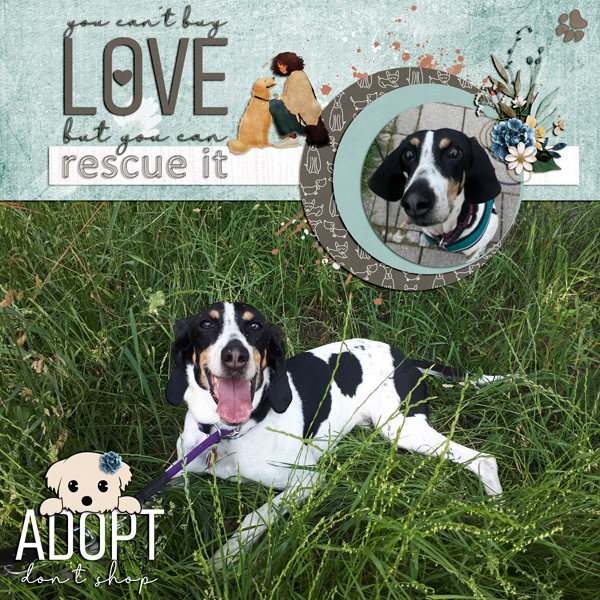 adopt - do not shop