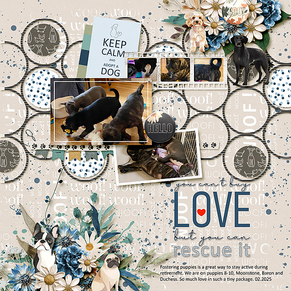 Adopt Don't Shop