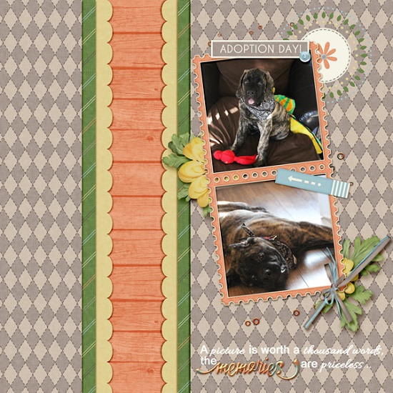 adoption_day1