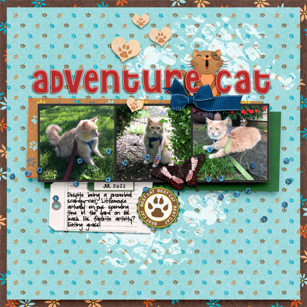 Adventure Cat