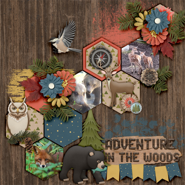 Adventure-in-the-woods