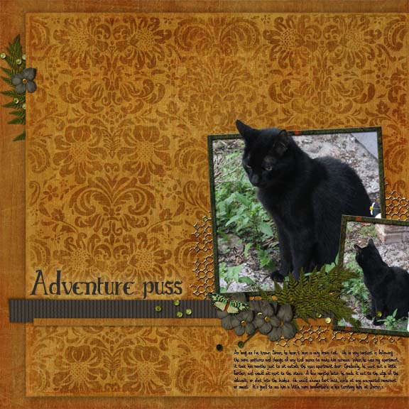 Adventure puss