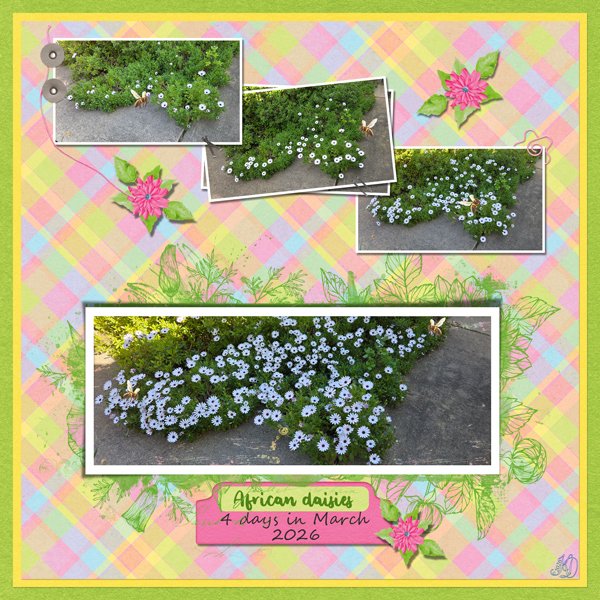 African daisies in March