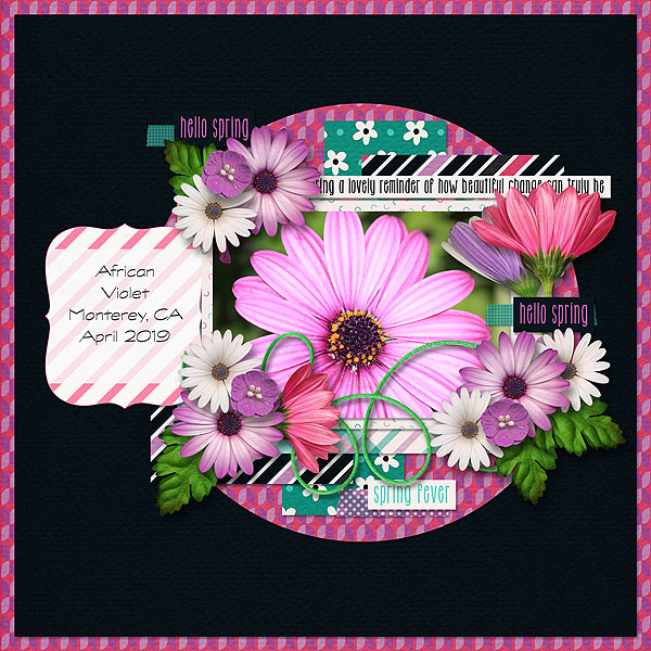 African Daisy