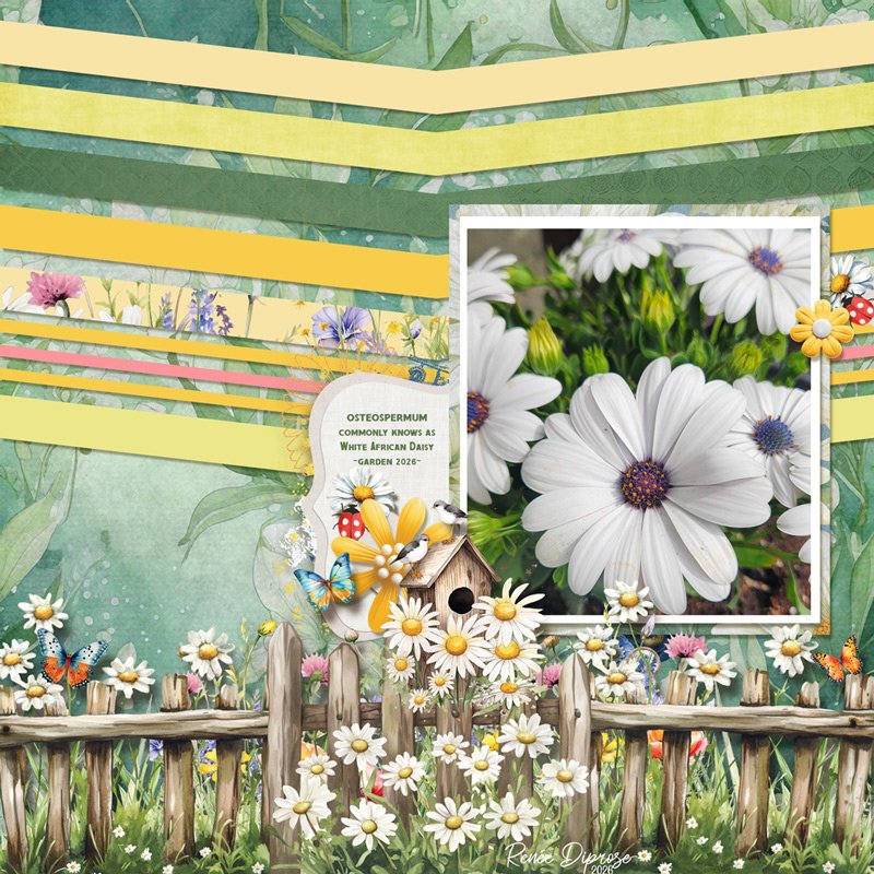 African Daisy