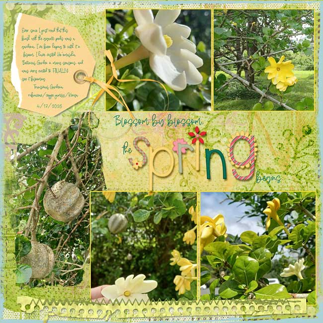 African-Gardenia-webv.jpg