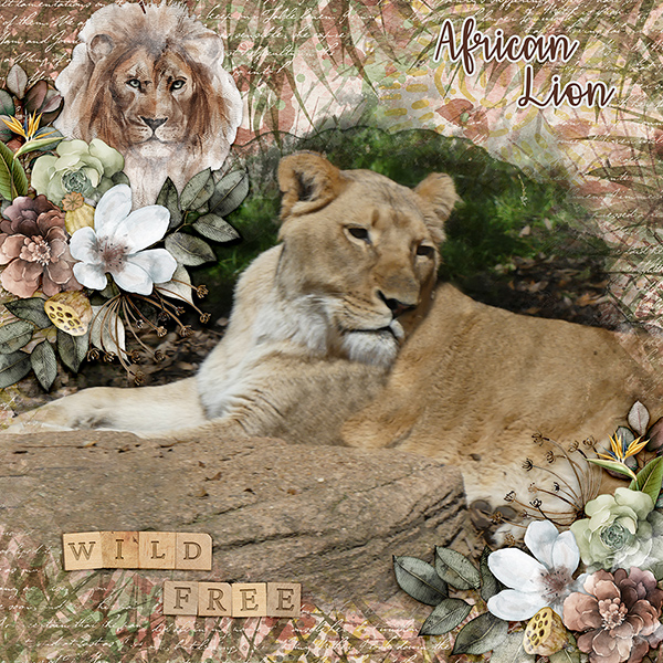 African Lion