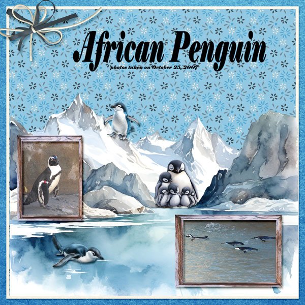 African Penguin 07 small.jpg