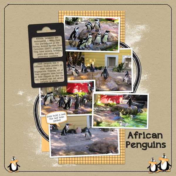 African Penguins