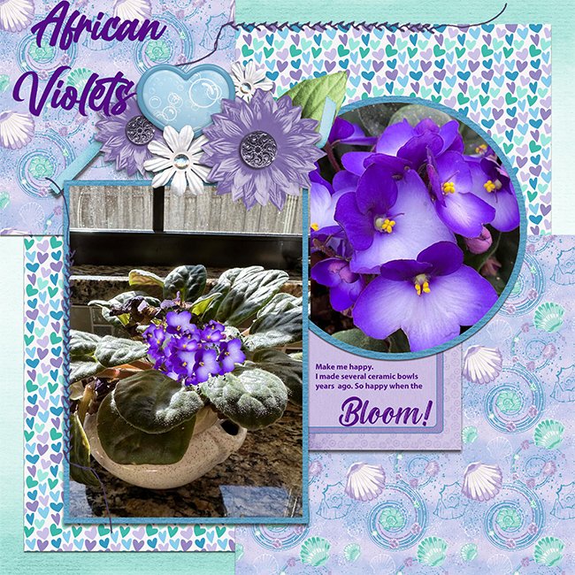 african-violettsSCD_HAPPY_QP2-copy.jpg
