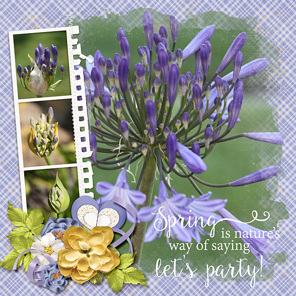 Agapanthus