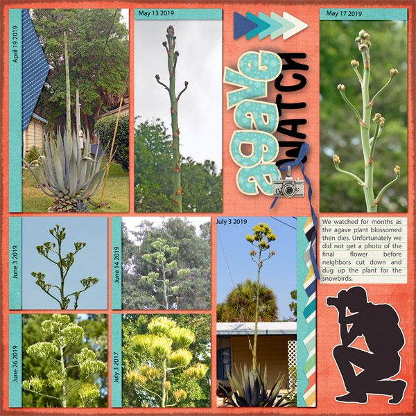 Agave Watch