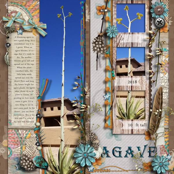 Agave