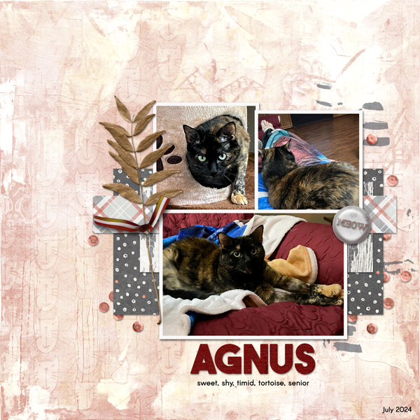 Agnus