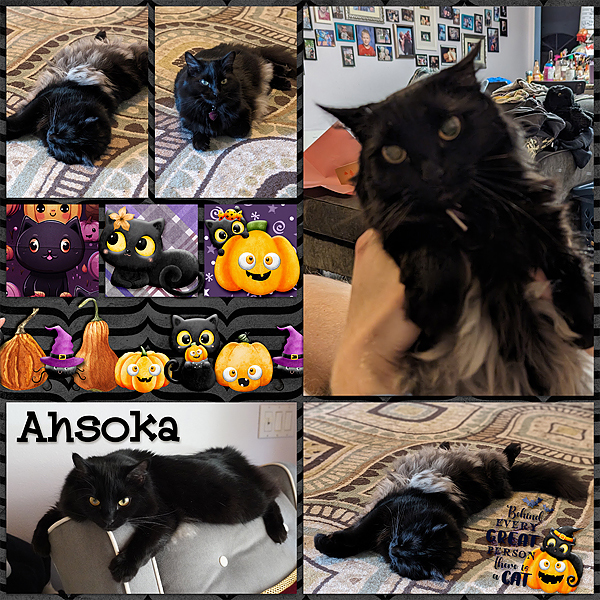 ahsoka-hallow-kitty