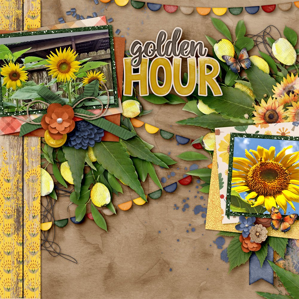 aimeeh-Sunflowers
